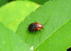 Hemithyrsocera palliata