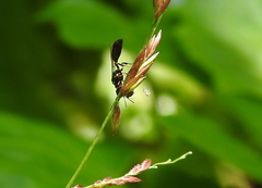Insecta