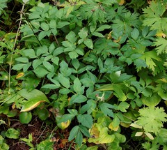 Angelica gmelinii