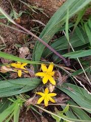 Curculigo orchioides