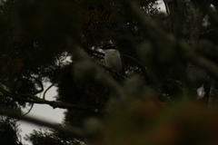 Melithreptus chloropsis