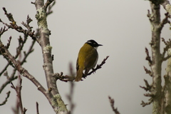 Melithreptus chloropsis