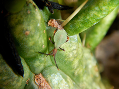 Chelinidea
