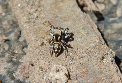 Habronattus cambridgei