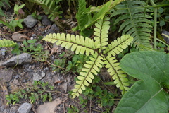 Adiantum latifolium