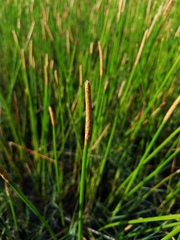 Eleocharis cellulosa