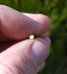 Eleocharis cellulosa