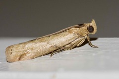 Faveria laiasalis