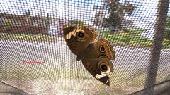 Junonia coenia coenia
