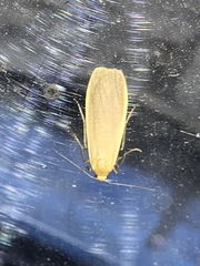 Eilema depressa