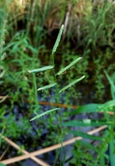 Paspalum denticulatum