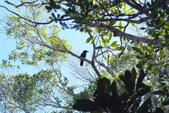 Corvus moneduloides