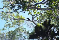 Corvus moneduloides