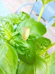 Nezara viridula