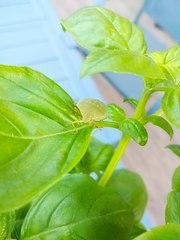 Nezara viridula