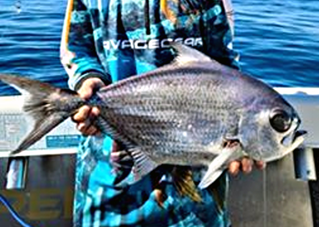 Brilliant Pomfret