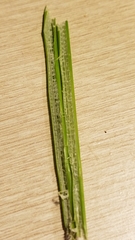 Eleocharis cellulosa