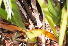 Tropidoscincus variabilis