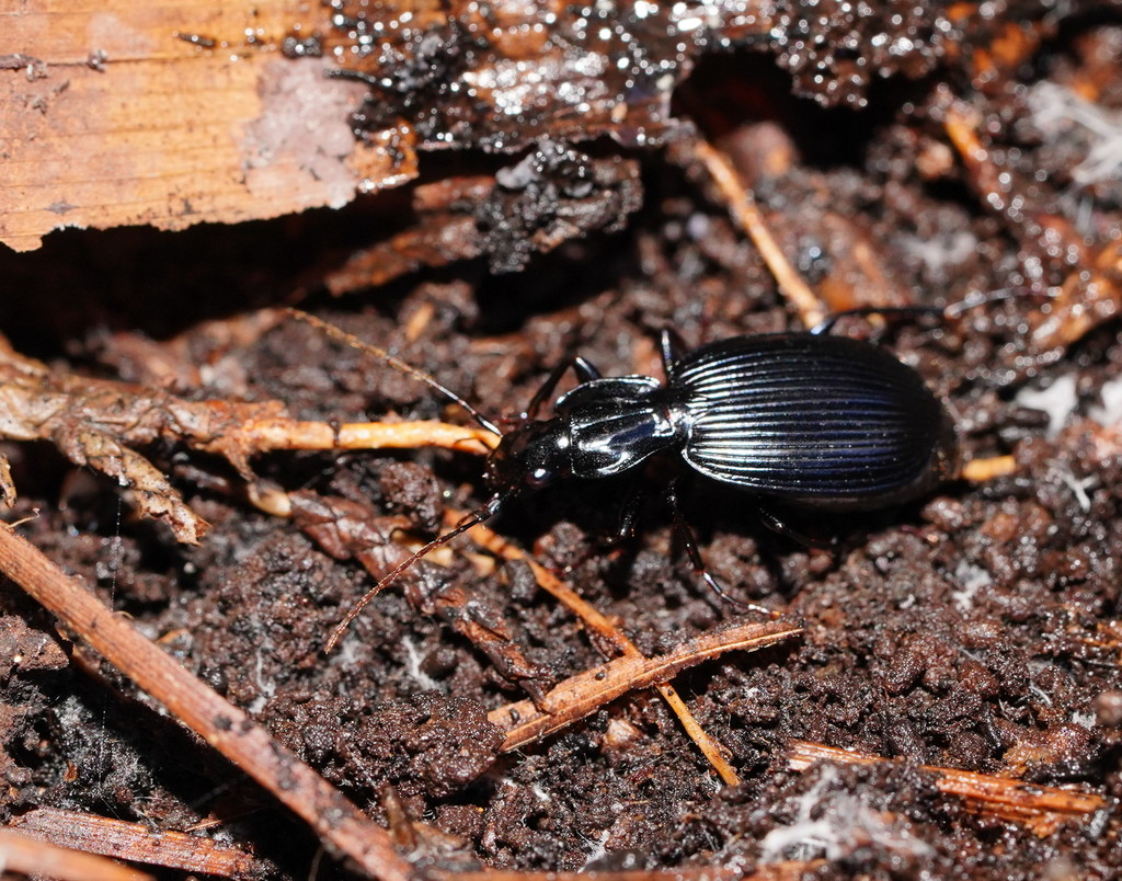 Siagonyx