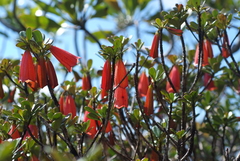 Thiollierea campanulata