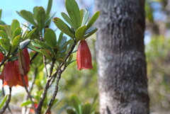 Thiollierea campanulata