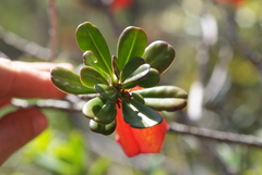 Thiollierea campanulata