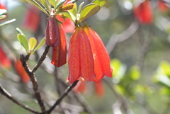 Thiollierea campanulata