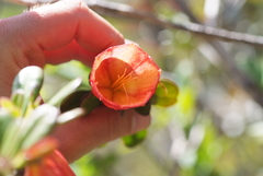 Thiollierea campanulata