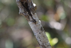 Thiollierea campanulata