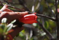 Thiollierea campanulata