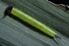 Elymnias hypermnestra