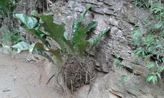 Anthurium crassinervium