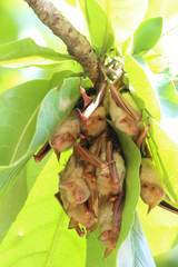 Myotis formosus flavus