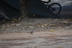 Geophaps scripta