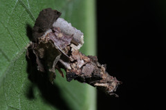 Psychidae