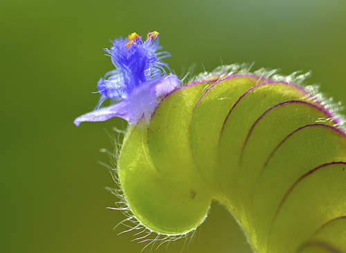 Cyanotis cristata (L.) D.Don