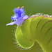 Cyanotis cristata - Photo (c) sunnyjosef, algunos derechos reservados (CC BY), subido por sunnyjosef