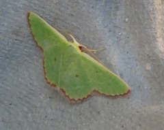 Eucrostes indigenata