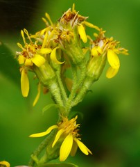 Solidago cuprea