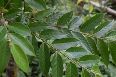 Casearia arborea
