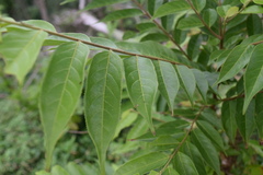 Casearia arborea