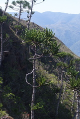 Araucaria muelleri