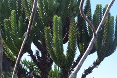Araucaria muelleri