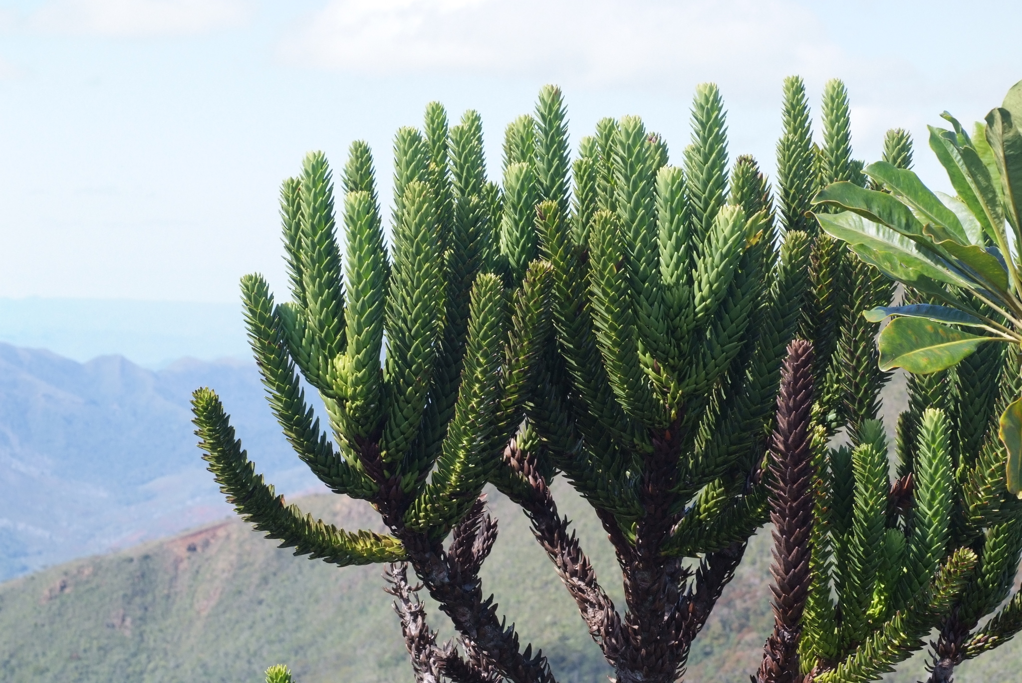 Araucaria