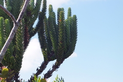 Araucaria muelleri