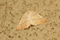 Tetracis jubararia