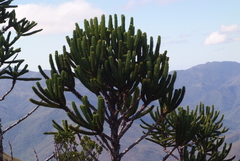 Araucaria muelleri