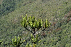 Araucaria muelleri