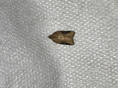 Acleris comariana