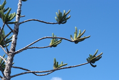 Araucaria muelleri